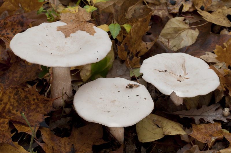 Clitocybe geotropa